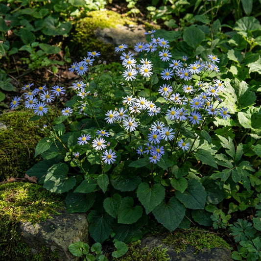 Aster Seeds: Classic Blue and White for Timeless Beauty