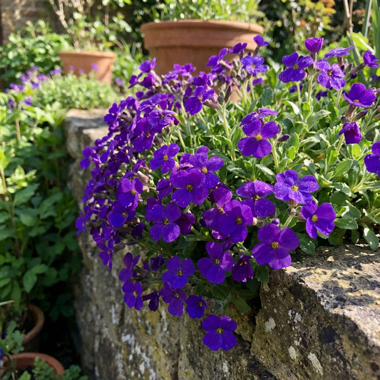 Aubrieta Cultorum Flower Seeds for Planting - Bold Violet Blooms for Elegant Gardens