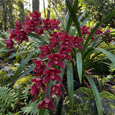 Cymbidium Maxillaria Goeringii Plant Seeds for Planting Red - Seeds to Cultivate Exotic Red Cymbidiums for a Stunning Display