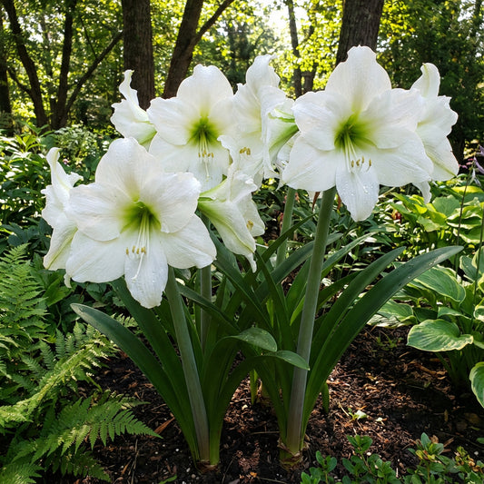 Amaryllis Barbados Flower Seeds for Planting White - Enjoy the Elegant White Amaryllis Barbados for a Stunning Garden Display