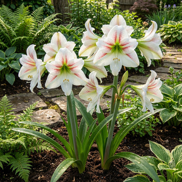 Amaryllis Barbados Flower Seeds for Planting White - Enjoy the Elegant White Amaryllis Barbados for a Stunning Garden Display