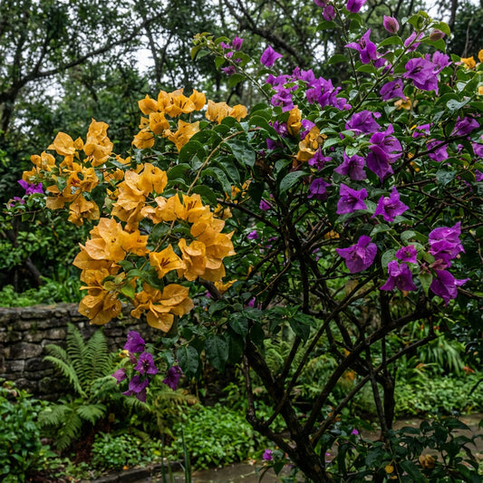 Bougainvillea Flower Seeds for Planting Dark Yellow and Violet