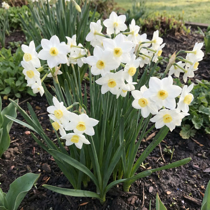 White Narcissus Flower Seeds for Easy Planting