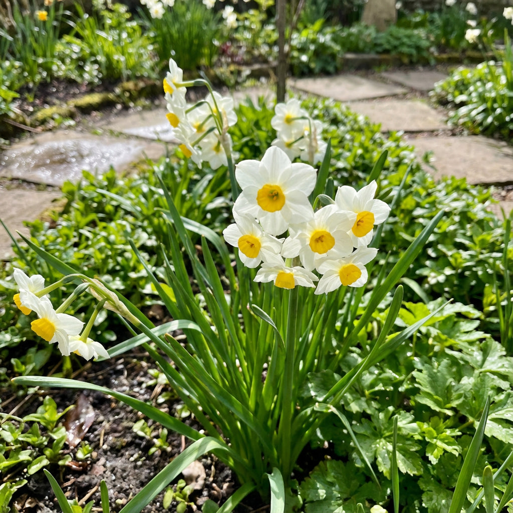 White Narcissus Flower Seeds for Easy Planting