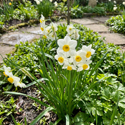 White Narcissus Flower Seeds for Easy Planting