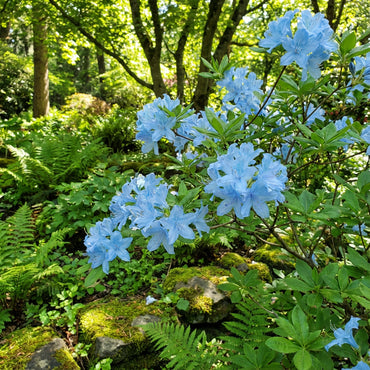 Sky Blue Azalea Seeds for Planting - Bring Stunning Blue Blooms to Your Garden