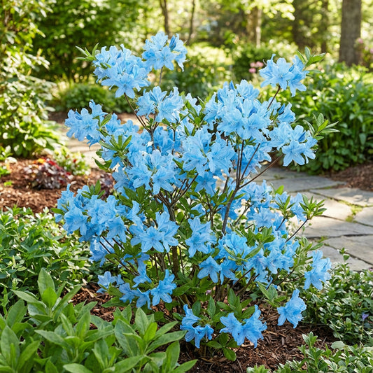 Sky Blue Azalea Seeds for Planting - Bring Stunning Blue Blooms to Your Garden