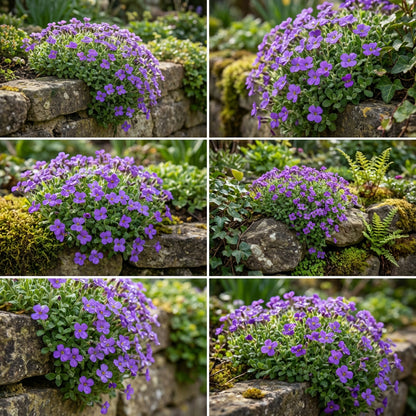 Aubrieta Purple Flower Seeds for Bold Garden Planting