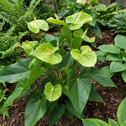 Anthurium Flower Seeds for Planting - Grow Stunning Green Blooms in Your Garden