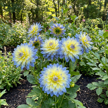 Dahlia Flower Seed for Planting Yellow Blue - Cultivate the Striking Yellow and Blue Dahlias for a Vibrant Garden