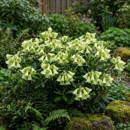 Rhododendron Azalea Flower Seeds for Planting Sea Green
