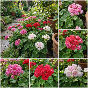 Rose Mix Geranium Seeds - Elegant Perennial Pelargonium Peltatum for Planting