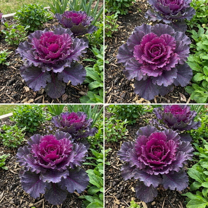 Red Brassica Oleracea Flower Seeds for Planting