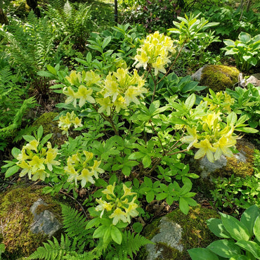 Plant Yellowgreen Azalea Seeds for a Lovely Garden Display