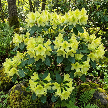 Plant Yellowgreen Azalea Seeds for a Lovely Garden Display