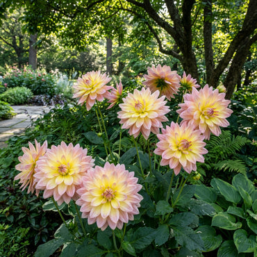 Yellow Pink Dahlia Flower Seeds for Planting - Grow Vibrant Dahlias