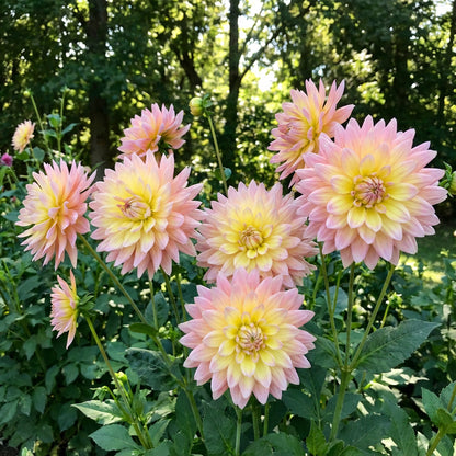 Yellow Pink Dahlia Flower Seeds for Planting - Grow Vibrant Dahlias