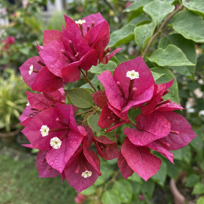 Bold Dark Pink Bougainvillea Seeds for Planting in Your Garden Collection