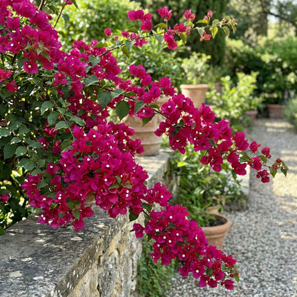 Bold Dark Pink Bougainvillea Seeds for Planting in Your Garden Collection