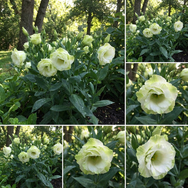 Unique Eustoma Flower Seeds for Planting: Create Sophisticated Green & White Floral Arrangements