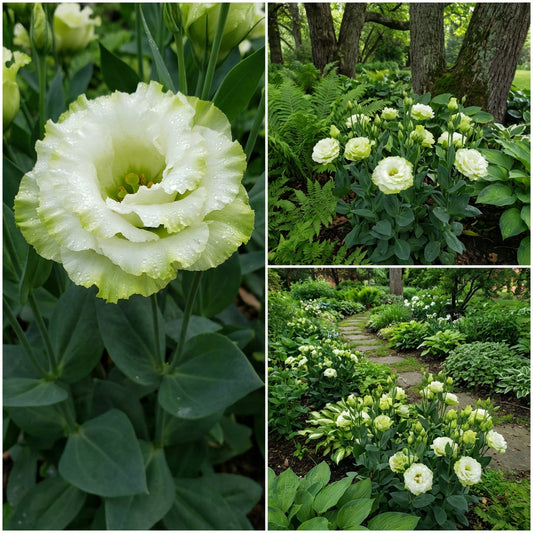 Unique Eustoma Flower Seeds for Planting: Create Sophisticated Green & White Floral Arrangements