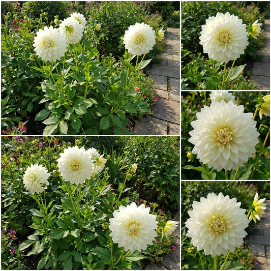 Classic White Dahlia Flower Seeds for Elegant & Timeless Planting