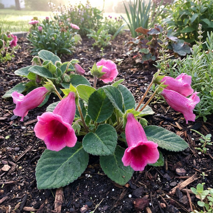 Vibrant Pink Gloxinia Flower Seeds for Elegant Garden Planting