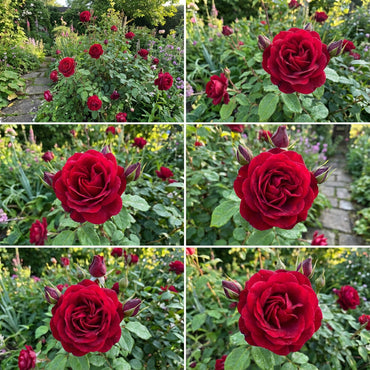 Klassische rote Rosenblumensamen zum Pflanzen: Einen romantischen Garten gestalten