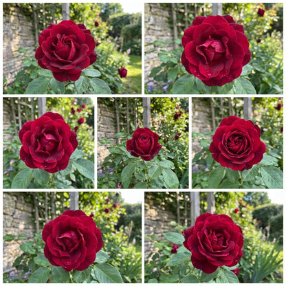 Klassische rote Rosenblumensamen zum Pflanzen: Einen romantischen Garten gestalten