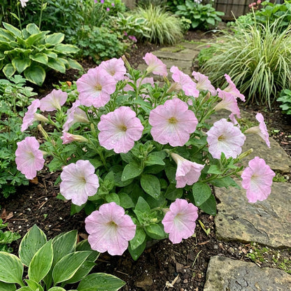 Elegant Light Pink Petunia Flower Seeds - Perfect for Romantic Garden Planting