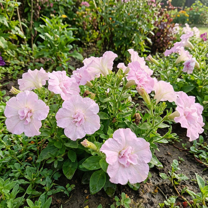Elegant Light Pink Petunia Flower Seeds - Perfect for Romantic Garden Planting