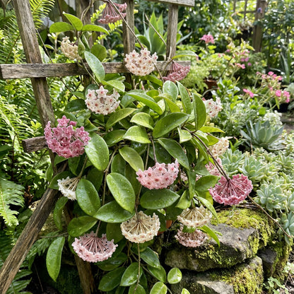 Mixed Hoya Flower Seeds for Planting - Diverse Collection of Hoya Blooms