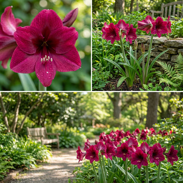 Plant Dark Pink Amaryllis Barbados Seeds for Stunning Blooms