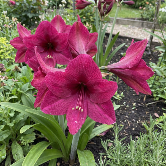 Plant Dark Pink Amaryllis Barbados Seeds for Stunning Blooms