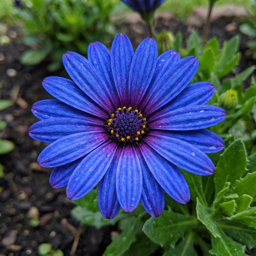 Blue Osteospermum Seeds for Planting - Add Stunning Blooms to Your Garden