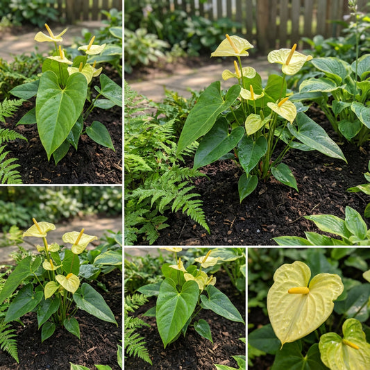 Anthurium Linden Gold Yellow Seeds - Grow Stunning Tropical Flowers
