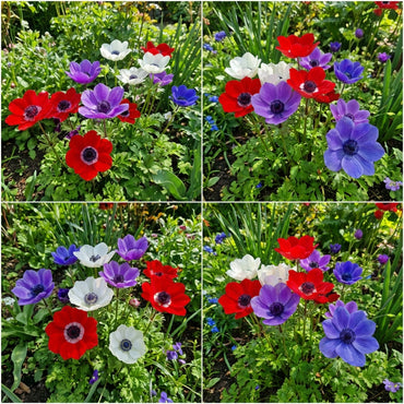 Mixed Colour Anemone Seeds for Planting - Beautiful Flower Display