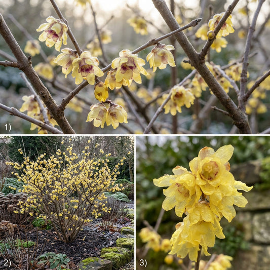 Yellow Chimonanthus Plant for Garden Planting  Seeds for Bright and Fragrant Blooms