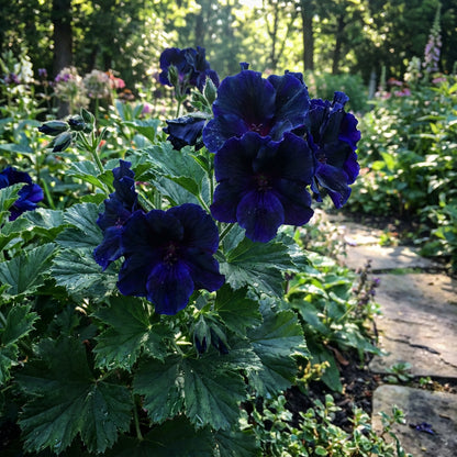 Blue Black Phantom Flower Seeds for Planting