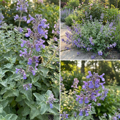 Catmint Blue Flower Seeds for Planting