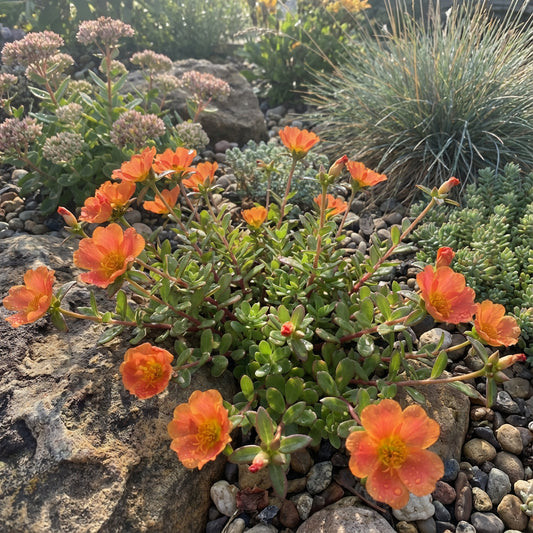 Orange Portulacea Flower Seeds for Vibrant Garden Planting