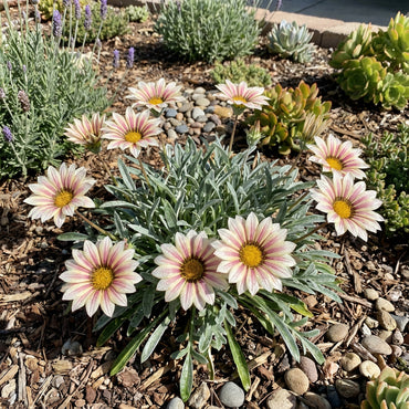 Vibrant Beauty with Cream Pink Gazania Flower Seeds for Planting