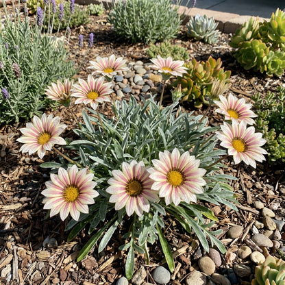 Vibrant Beauty with Cream Pink Gazania Flower Seeds for Planting