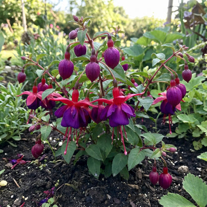 Fuchsia Flower Seeds for Planting - Stunning Purple-Red Blooms for Diverse Settings