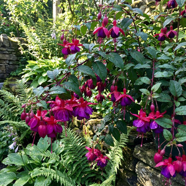 Fuchsia Flower Seeds for Planting - Stunning Purple-Red Blooms for Diverse Settings