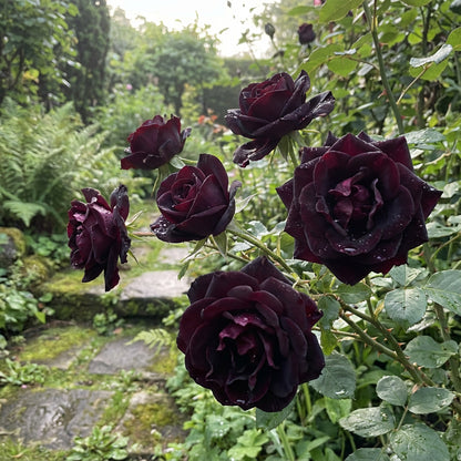 rare flower seeds add-exotic-charm-with-rare-rose-flower-seeds-for-planting-black-ideal-for-colorful-and-striking-environments-100-pcs  – Pure Asia Seeds