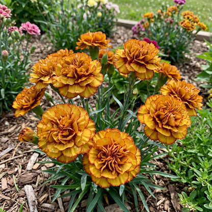Exotic Dark Yellow Carnation Seeds for Colorful Planting