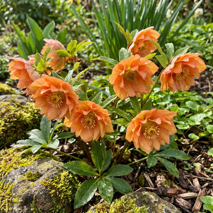Lebendige Schnee-Rosen-Blumensamen zum Pflanzen mit orangefarbenen Blüten in farbenfrohen Umgebungen