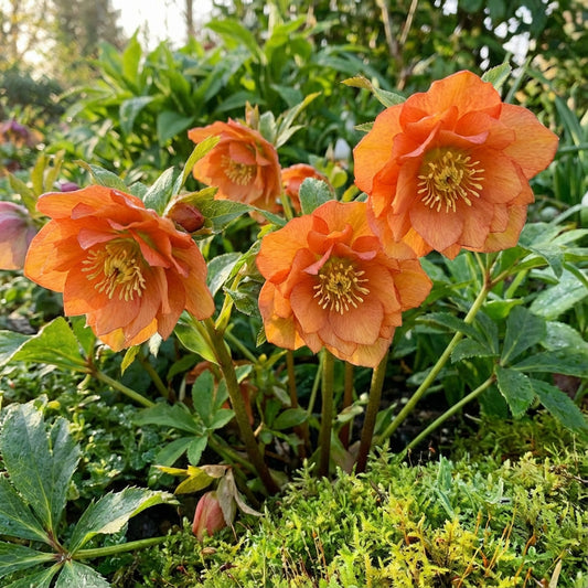 Lebendige Schnee-Rosen-Blumensamen zum Pflanzen mit orangefarbenen Blüten in farbenfrohen Umgebungen