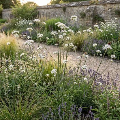 White Verbena Bonariensis Flower Planting  Seed for Stunning Blooms in Your Garden
